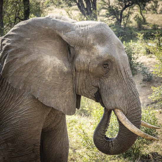 African elephant (Loxodonta africana) drinking, portrait, Manyeleti Game Reserve, South Africa, Africa