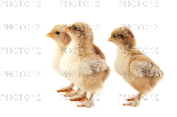 Pair of little chicken chicks isolated over white