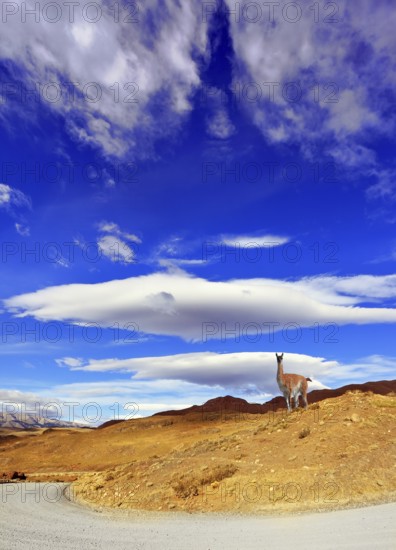Journey to the End of the World. The incomparable National Park Torres del Paine in southern Chile. On the hill under the fabulous clouds poses guanaco
