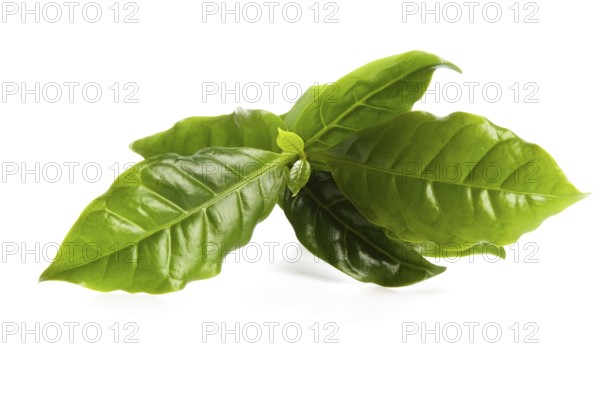 Leaves coffee tree isolated on white, lodz, poland
