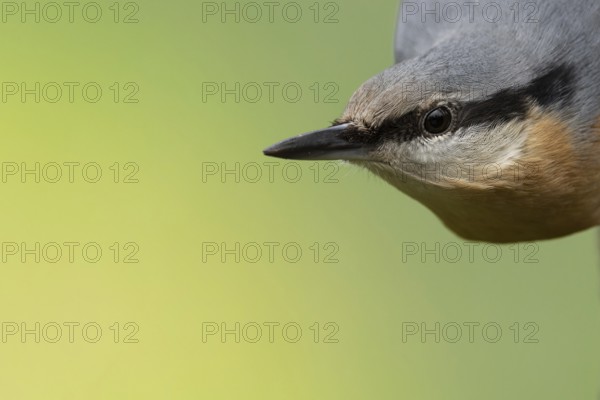 Nuthatch (Sitta europaea) close-up, looking from the right into the otherwise empty picture, protected forest, Black Forest, Germany, Europe