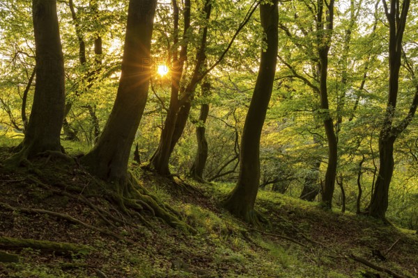Idyllic forest in the evening light with rays of sunlight shining through the trees and creating a mystical atmosphere, Bad Pyrmont, Lower Saxony, Germany, Europe