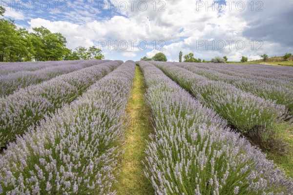 Beautiful summer evening in a lavender field. Large blue lavender bushes blooming in a cultivation area. Landscape shot under a cloudy sky at Lake Balaton, Hungary, Europe