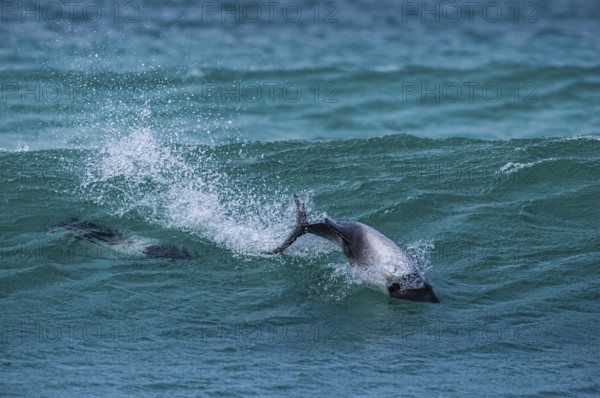 Commerson's dolphins (Cephalorhynchus commersonii), also known as Jacobita or Tonina, surfing in a wave. Pebble Island, Falkland Islands, Great Britain, South Atlantic, South America