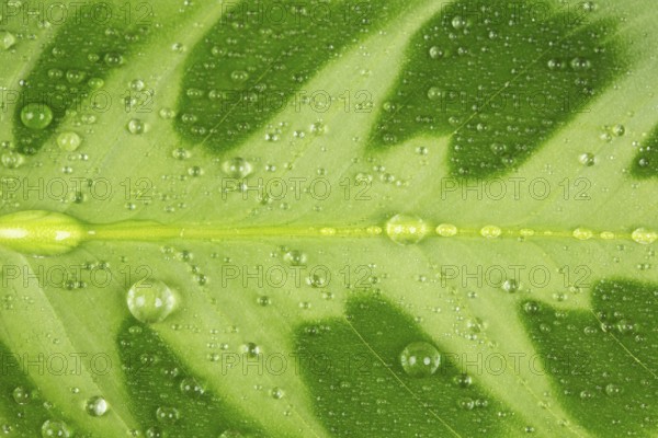 Green leaf and water drop close up