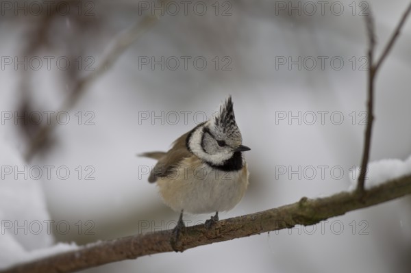 Haubenmeise, Lophophanes cristatus, Syn. Parus cristatus, European crested tit