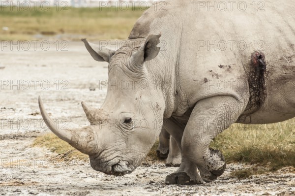 A White Rhino in Lake Nakuru National Park that has been wounded by a bullet from a rifle, most likely poachers that were after the rhino horn, as part of the illegal trade on rhino horn, used for fertility and erection medicine