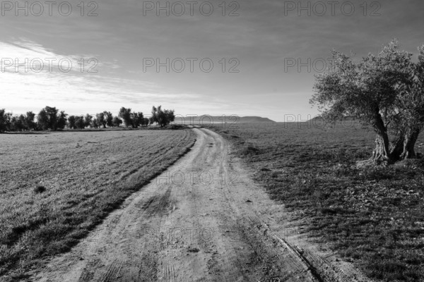 Field path through a lonely barren landscape, black and white, Ciudad Real province, Castilla-La Mancha, Spain, Europe