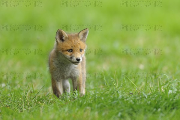 Fox cub, Vulpes vulpes, Germany, Europe
