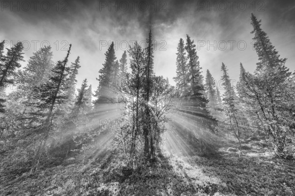 Sunbeams falling through trees, Dundret Nature Reserve, Gällivare, Norrbotten, Lapland, Sweden, August 2012, Europe