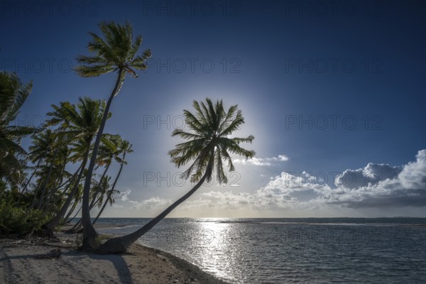 Coconut palms (Cocos nucifera) against the light, Tikehau, Atoll, Tuamotu Archipelago, Tuherahera, Rangiroa, French Polynesia, Oceania
