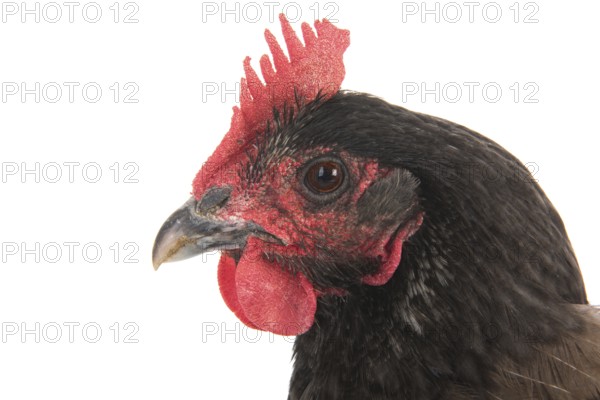 Portrait gray chicken isolated over white background