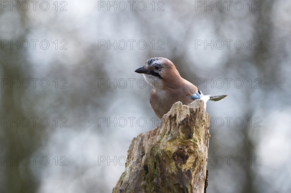 Eurasian jay in nature on branch