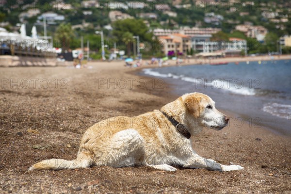 Labrador lying on the beach of Frejus and looking at the water, South of France 2018