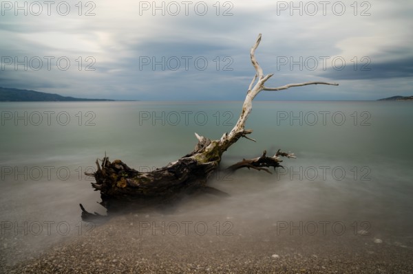 Old driftwood tree on a rocky beach with turquoise water behind under an overcast sky