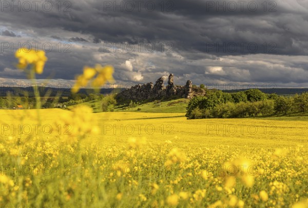 Devil's Wall near Thale in the Harz Mountains with a rape field in bloom