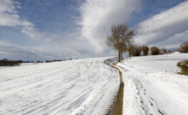 A lonely tree with a white snowy field