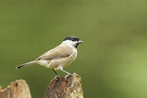 Marsh tit on tree root. Marsh Tit on root