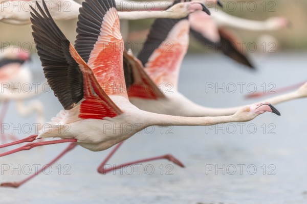 Flamingos (Phoenicopterus roseus) taking flight from a pond. Saintes Maries de la Mer, Parc naturel regional de Camargue, Arles, Provence Alpes Cote d'Azur, France, Europe