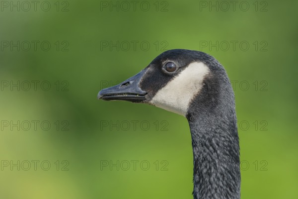 Portrait of a Canada goose (Branta canadensis) . Bas Rhin, Alsace, France, Europe