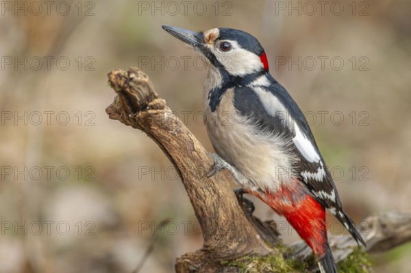 Great Spotted Woodpecker (Dendrocopos major) on a branch in the forest. Bas-Rhin, Alsace, Grand Est, France, Europe