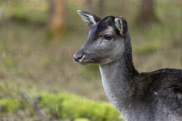 Fallow deer, female fallow deer (Dama dama), animal portrait, Landsberg am Lech Wildlife Park, Upper Bavaria, Bavaria, Germany, Europe