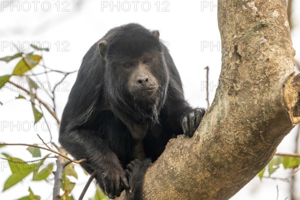 Black howler (Alouatta), Pantanal, inland, wetland, UNESCO Biosphere Reserve, World Heritage Site, wetland biotope, Mato Grosso, Brazil, South America