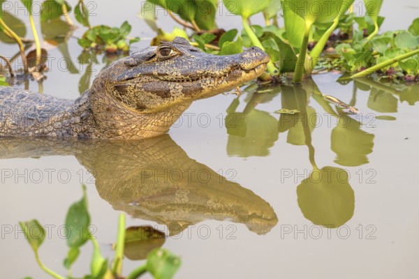 Caiman (Caimaninae), Crocodile (Alligatoridae), crocodile (Crocodylia), animal portrait, reflection, animal with water hyacinths (Pontederia subg. Eichhornia), Pantanal, inland, wetland, UNESCO Biosphere Reserve, World Heritage Site, wetland biotope, Mato Grosso, Brazil, South America