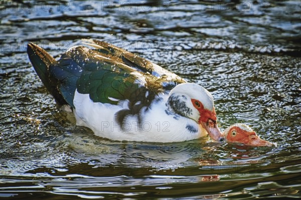 Ducks Coupling in the Water Varna, Bulgaria, Europe