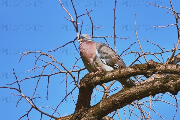 Common Wood pigeon (Columba palumbus) Perching on the Bough Varna, Bulgaria, Europe