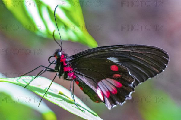 Red and black noble tropical butterfly on green nature background on big tropical island Ilha Grande in Angra dos Reis Rio de Janeiro Brazil