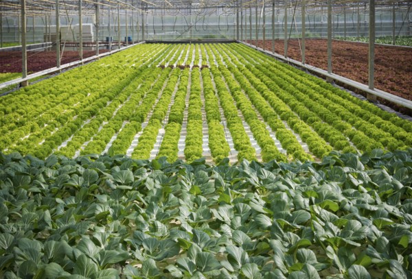 Cultivation of lettuce and cabbage in a greenhouse in the netherlands