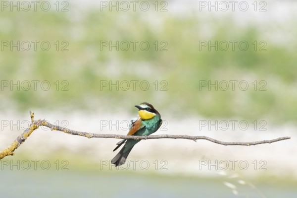 Merops apiaster, italy