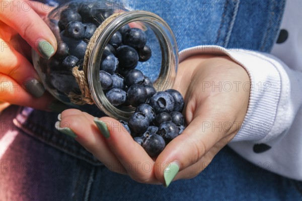 Woman holding bowl with fresh blueberries. Harvesting concept. Female hands collecting berries. The concept of vegetable garden cottage harvest gardening. Healthy eating nutrition