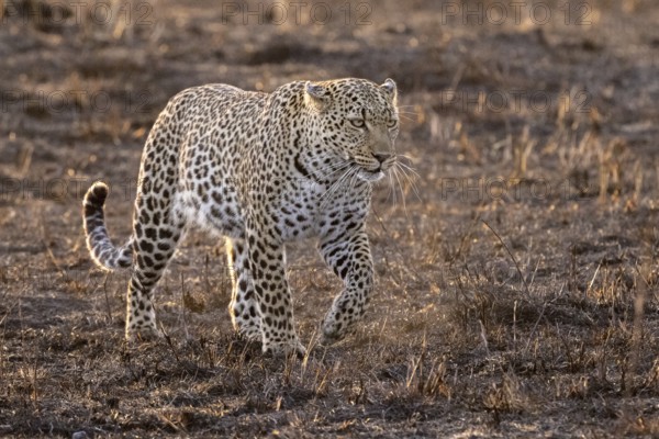 A leopard in the morning light runs across the still cold and wet savannah