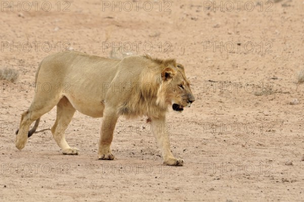 A young male lion in the Kgalagadi Transfrontier Park, Kalahari Desert, South Africa, Africa
