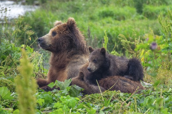 A female brown bear and her cubs lie in the grass, Kamchatka, Russia, Europe