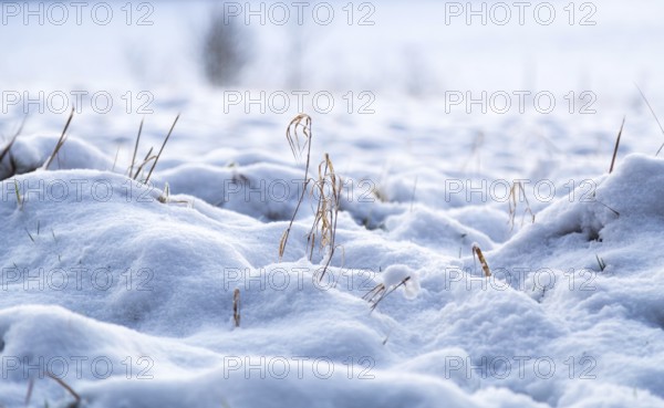 Snow in a meadow in winter macro