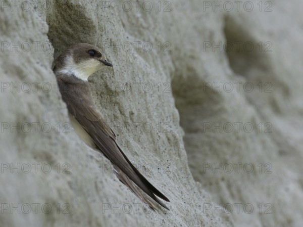 Sand martin (Riparia riparia) sitting at the entrance to its breeding tube, Rhine bank, High Rhine, Baden-Württemberg, Germany, Europe