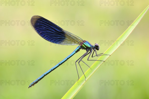 Banded Demoiselle on a leaf