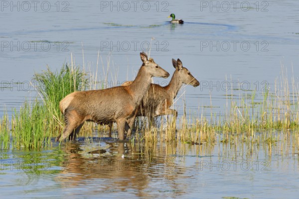 Rotwild überquert einen See, Male and female red deer in a lake