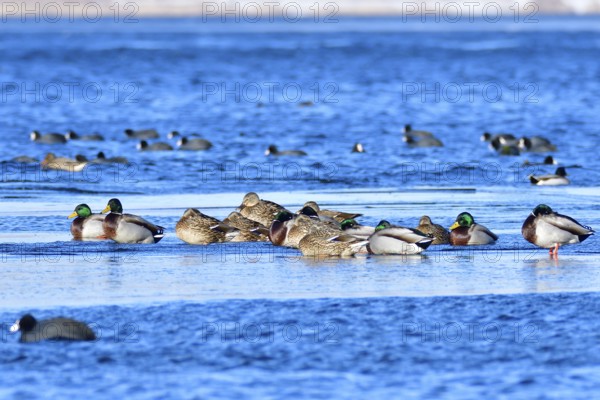 Mallard on an ice floe .Mallard in winter on an ice floes