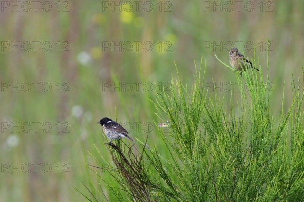 Young European stonechat on a shrub. Young stonechat waiting for food