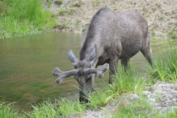 Bull moose in a pond. Male moose in a pond