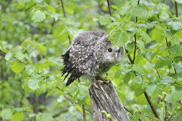 Young Ural owl on a trunk tree