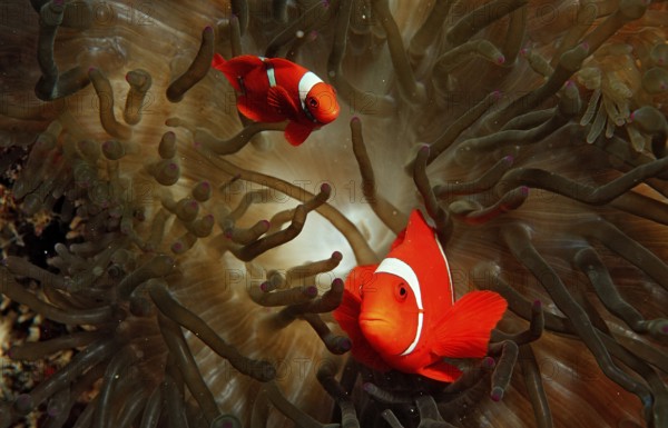 Spiny anemonefish, Premnas aculeatus, Indonesia, Wakatobi Dive Resort, Sulawesi, Indian Ocean, Banda Sea, Asia