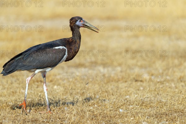 Abdim's stork, rain stork, Abdim, (Ciconia abdimii), African stork species, family of storks, Raysut Water Treatment Plant, Salalah, Dhofar, Oman, Asia