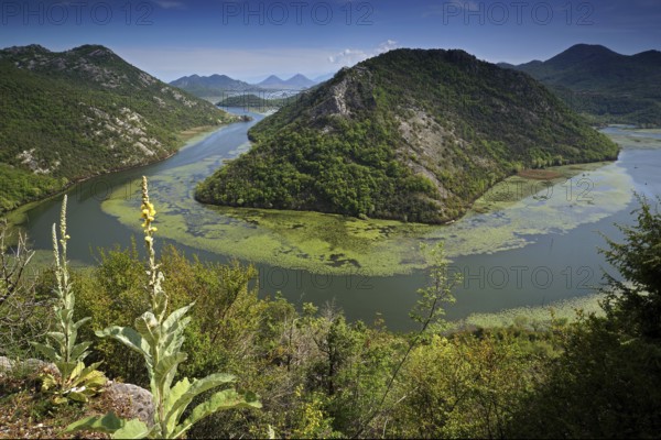 Montenegro, Skadar Lake, Skutari Lake, Lake Skadar, Montenegro, Europe