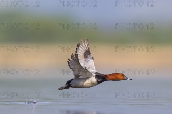 Pochard, (Aythya ferina), Anas ferina, animals, birds, duck birds, flight photo, Race area - Reservoir, Race, Race-Fram, Slovenia, Europe
