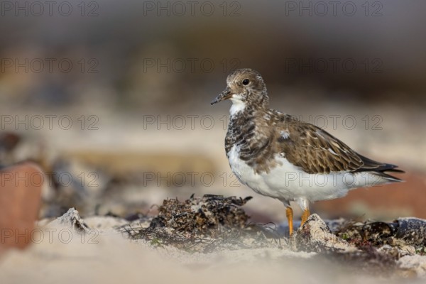 Turnstone, (Arenaria interpres), Animals, Birds, Snipe family, Heligoland, Schleswig-Holstein, Germany, Europe